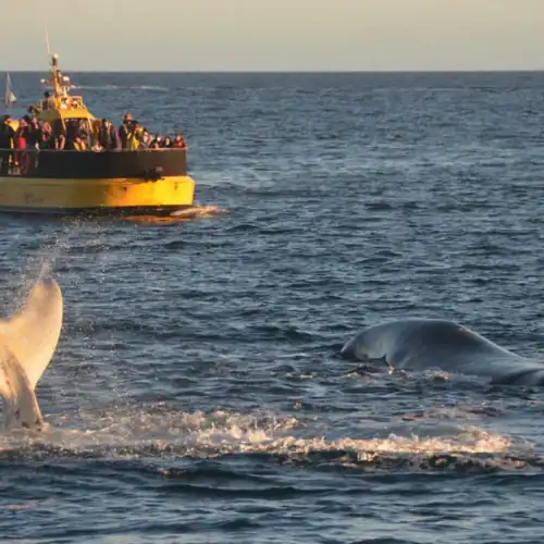 Ballenas en el océano durante un tour en Yellow Submarine.