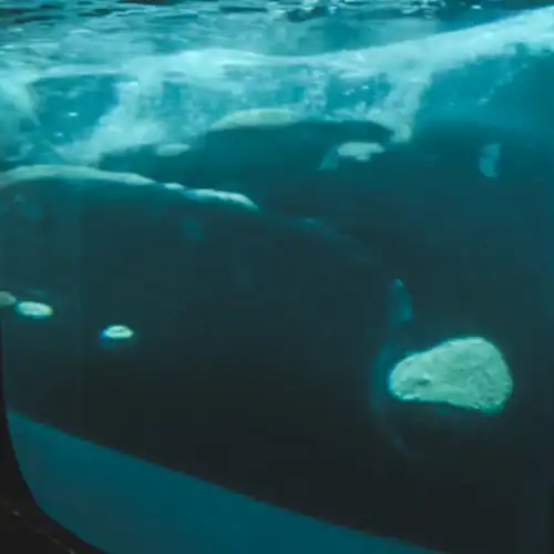 Ballenas en el océano vista desde un submarino en Puerto Pirámides.