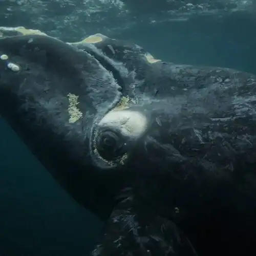 Ballena en el océano durante un avistaje en Puerto Pirámides.